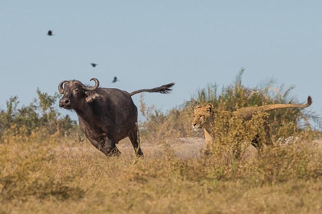 008 Botswana, Okavango Delta.jpg